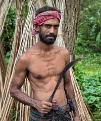 Jute Harvesting in Bangladesh