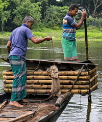 Otter Fishing in Bangladesh