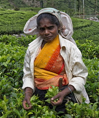 Tea Pickers in Sri Lanka