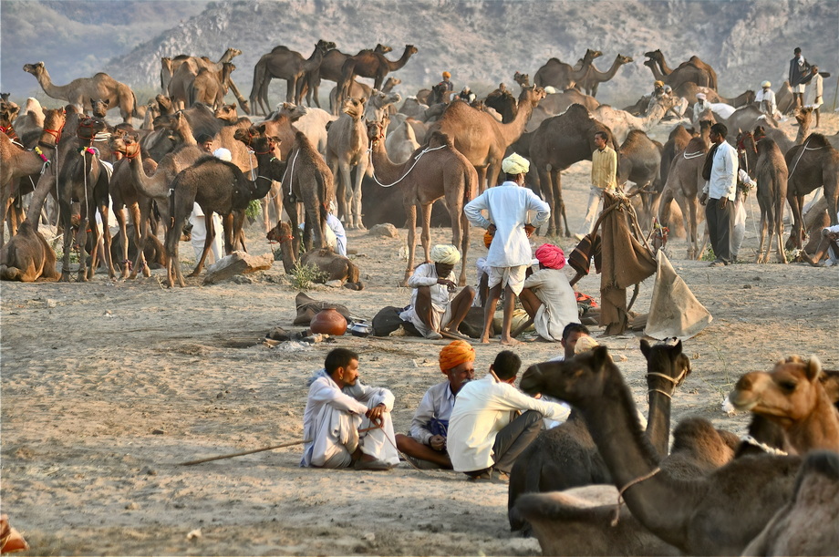Pushkar Cattle Fair