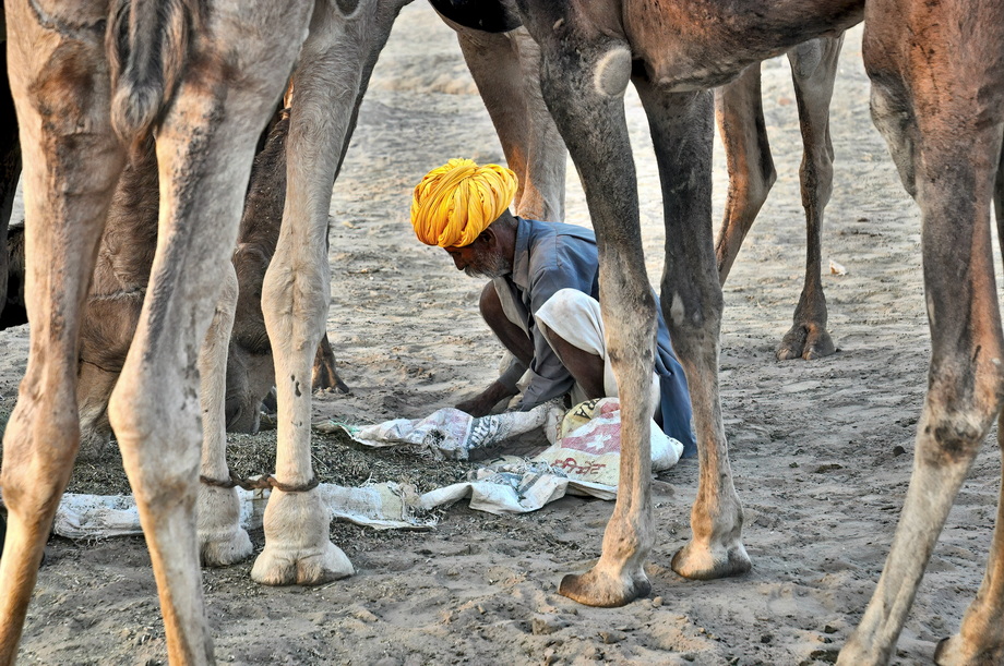 Pushkar Cattle Fair