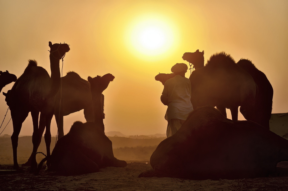 Pushkar Cattle Fair