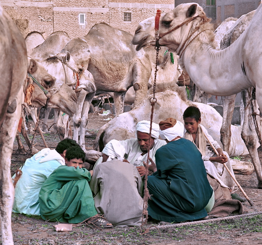Birqash Camel Market