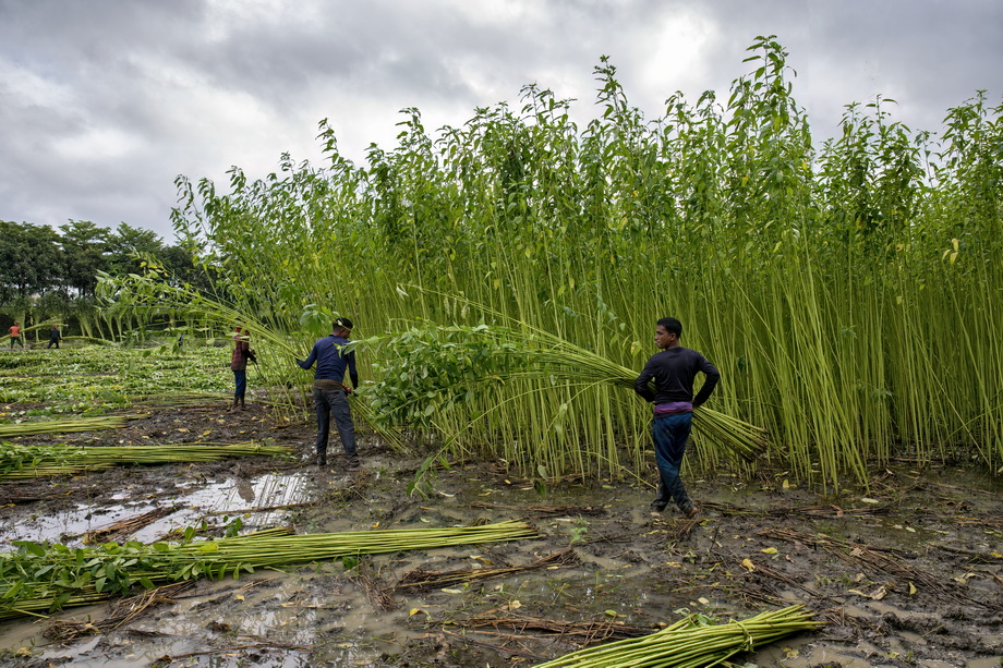 Jute harvesting and processing in Bangladesh