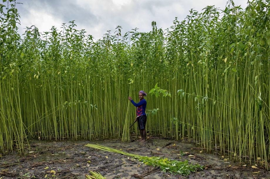 Jute harvesting and processing in Bangladesh