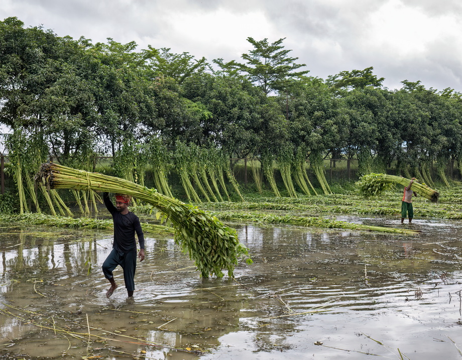 Jute harvesting and processing in Bangladesh