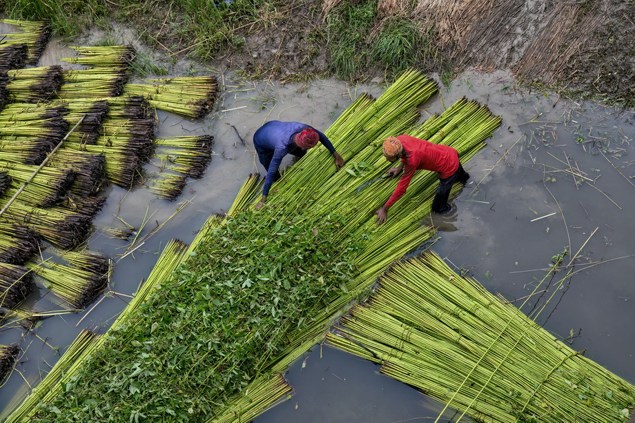 Jute harvesting and processing in Bangladesh