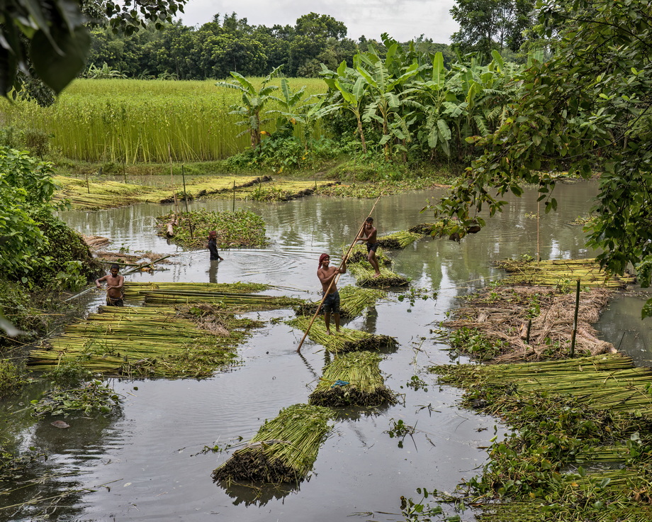 Jute harvesting and processing in Bangladesh