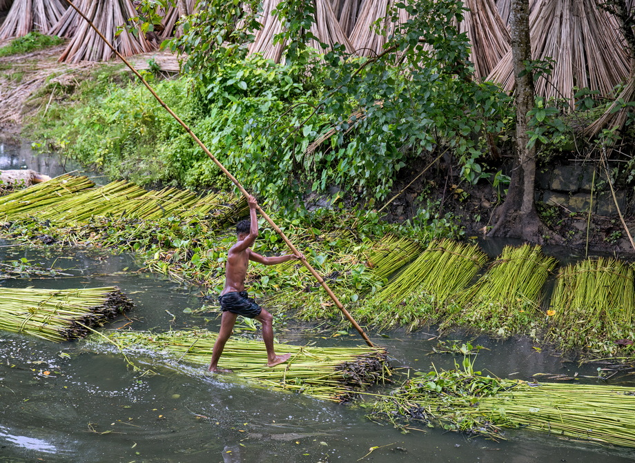 Jute harvesting and processing in Bangladesh