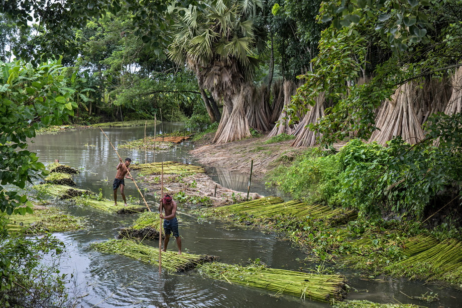 Jute harvesting and processing in Bangladesh