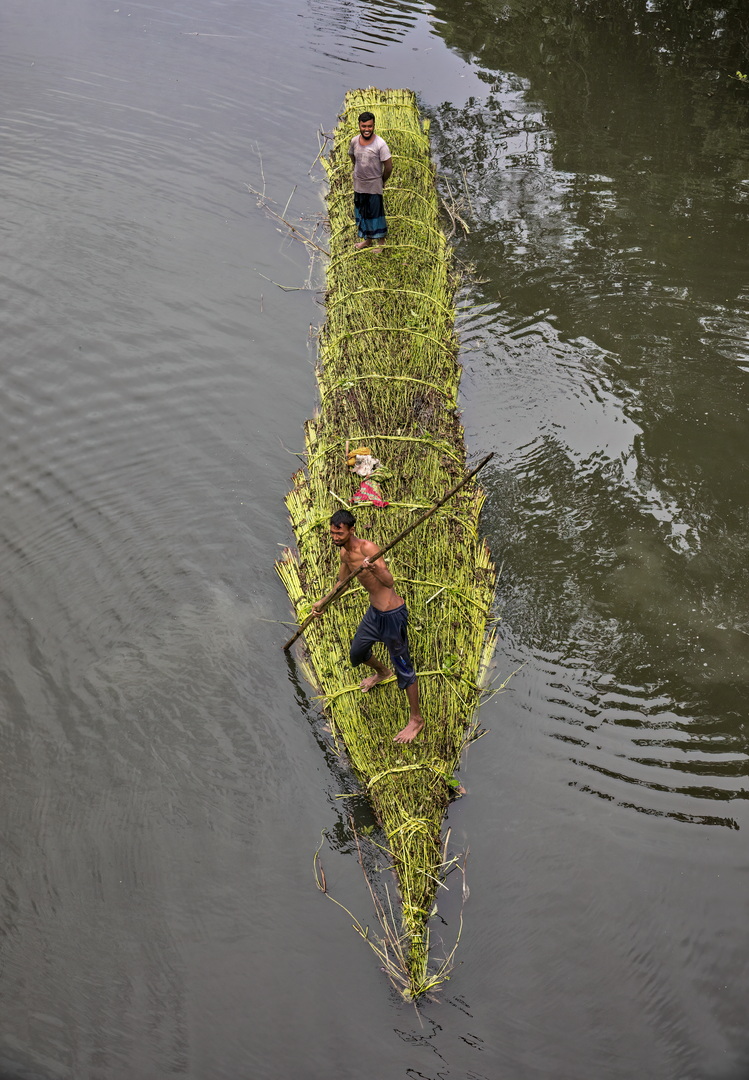 Jute harvesting and processing in Bangladesh