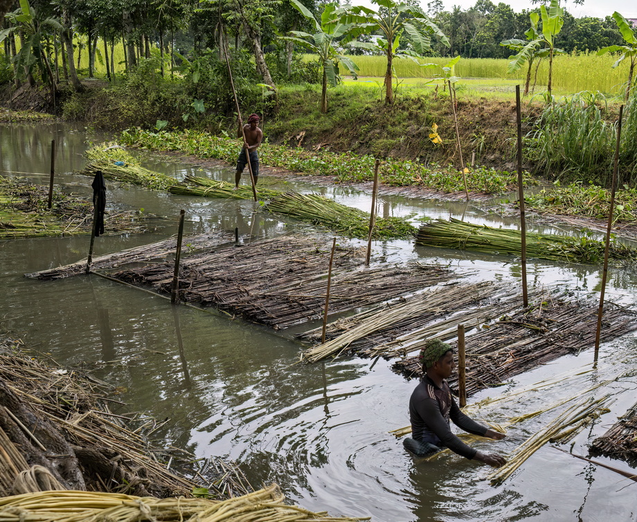 Jute harvesting and processing in Bangladesh