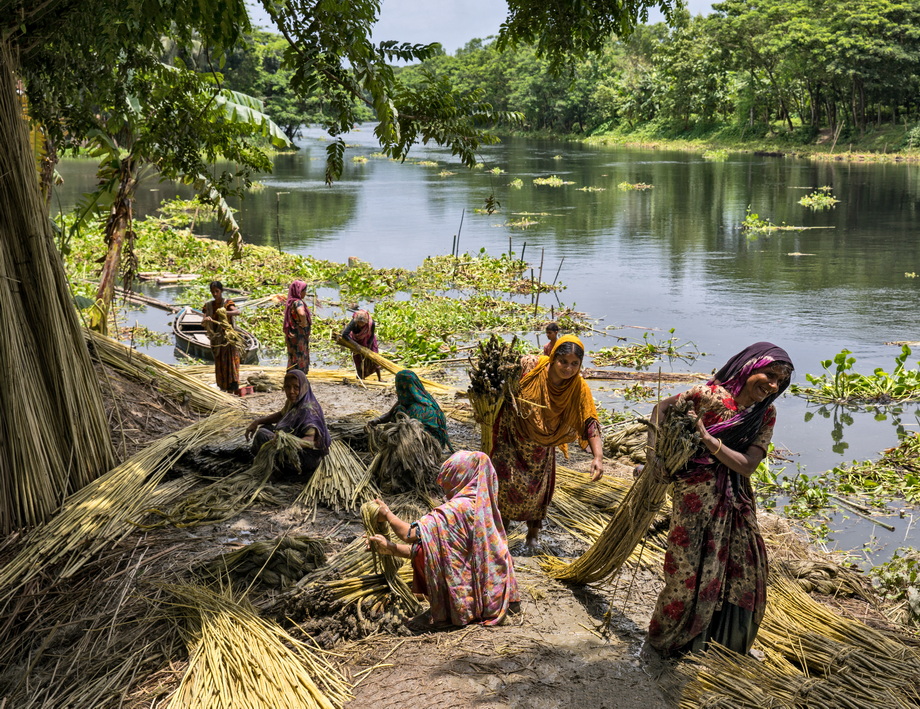 Jute harvesting and processing in Bangladesh