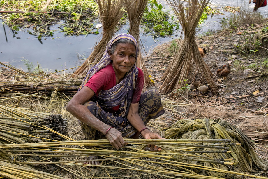 Jute harvesting and processing in Bangladesh