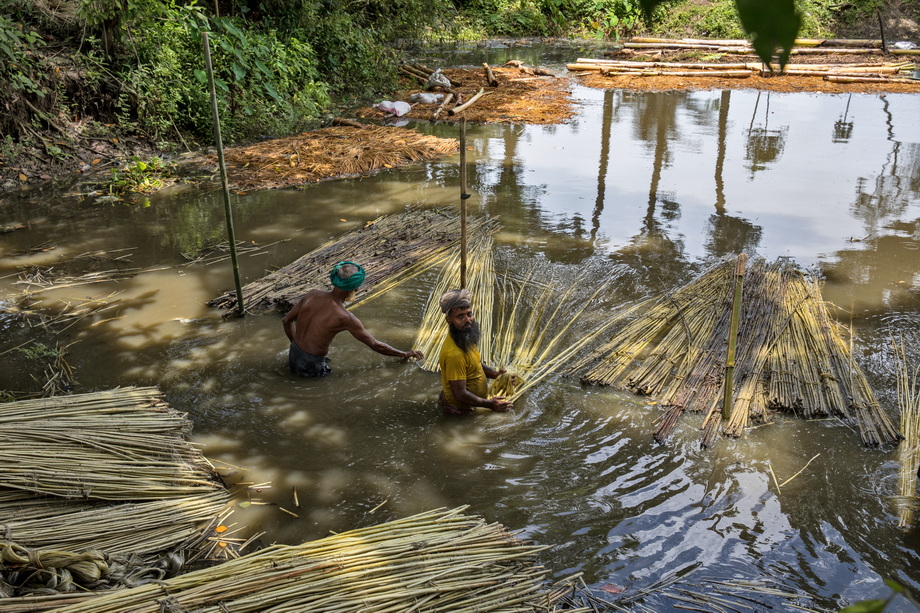 Jute harvesting and processing in Bangladesh