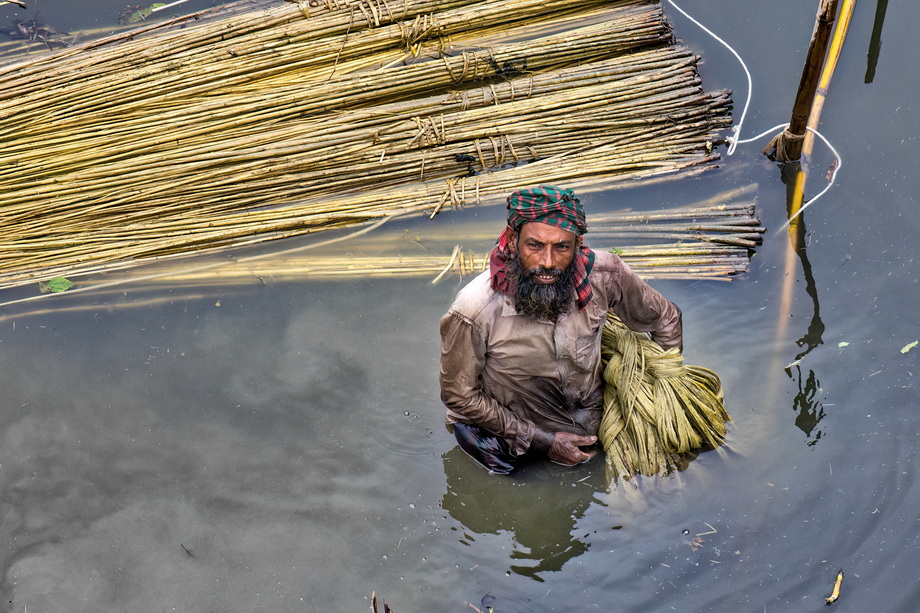 Jute harvesting and processing in Bangladesh