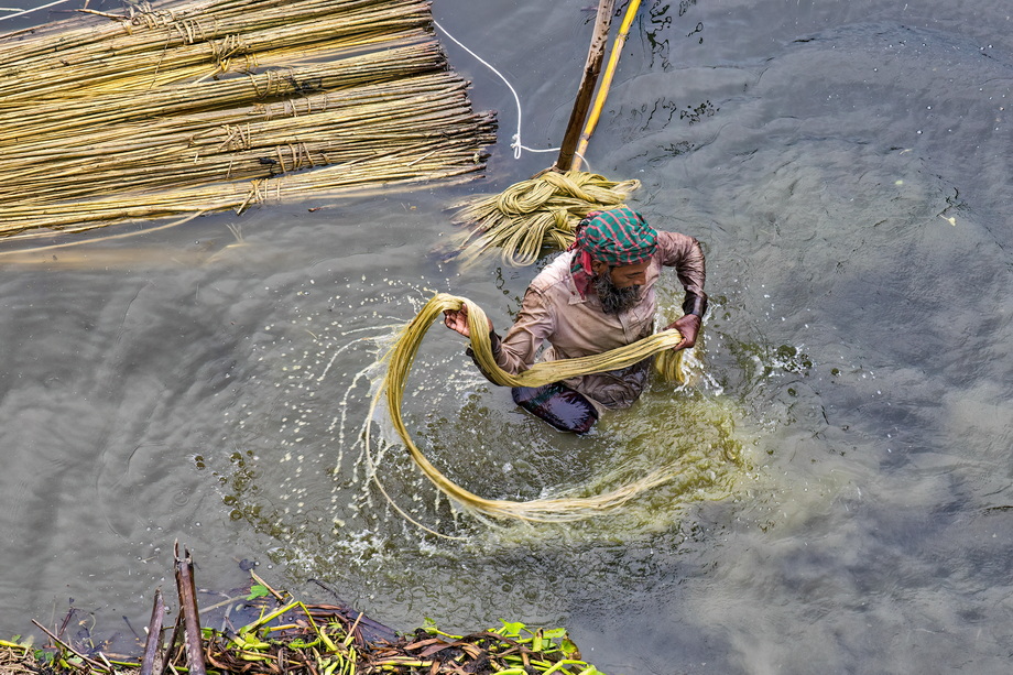 Jute harvesting and processing in Bangladesh