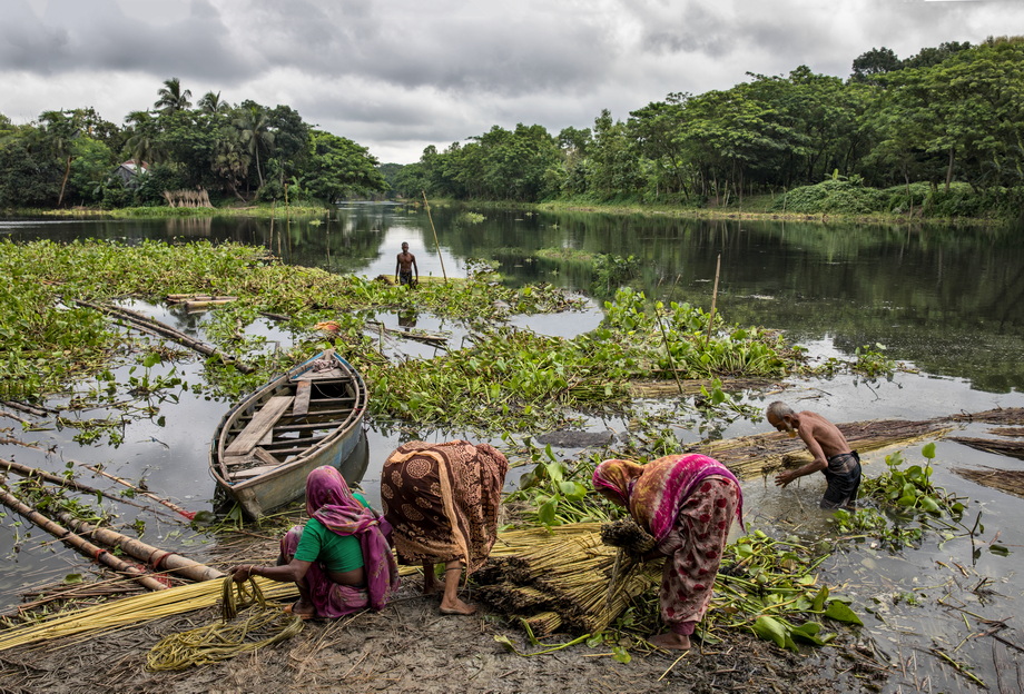 Jute harvesting and processing in Bangladesh