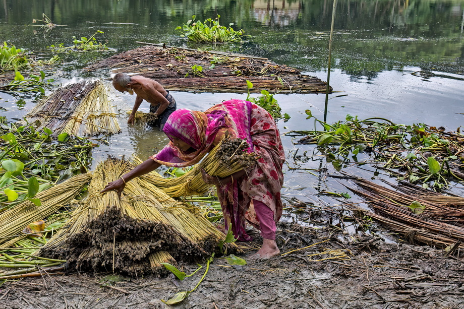 Jute harvesting and processing in Bangladesh