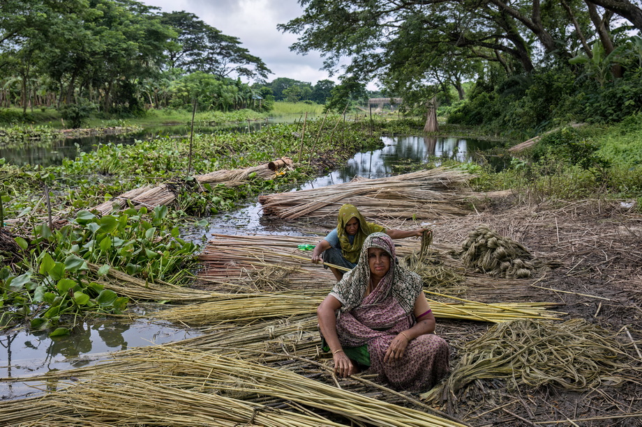 Jute harvesting and processing in Bangladesh