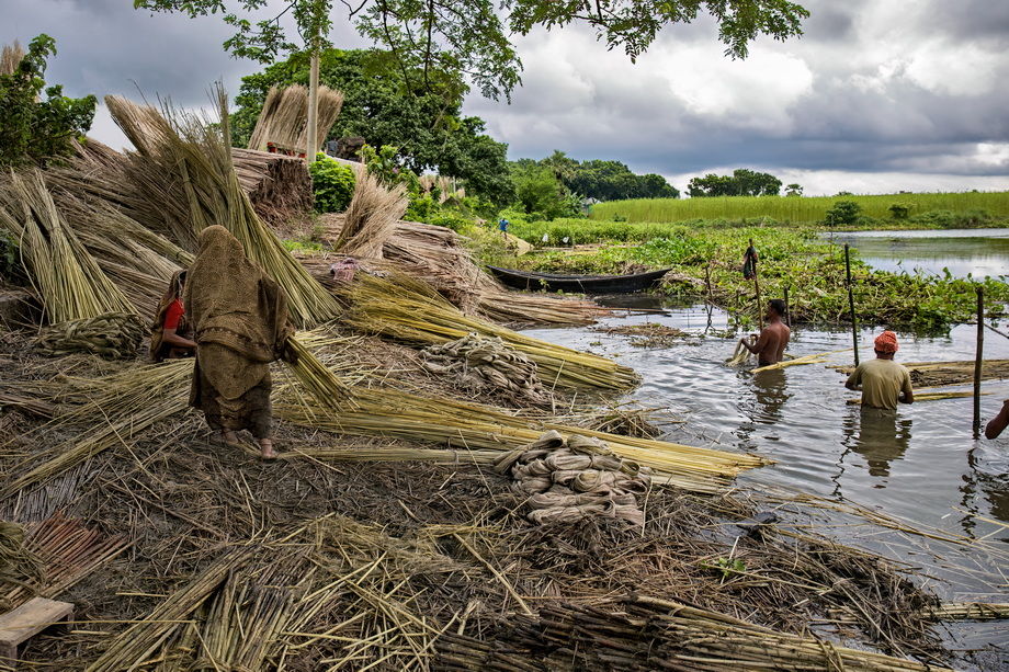 Jute harvesting and processing in Bangladesh
