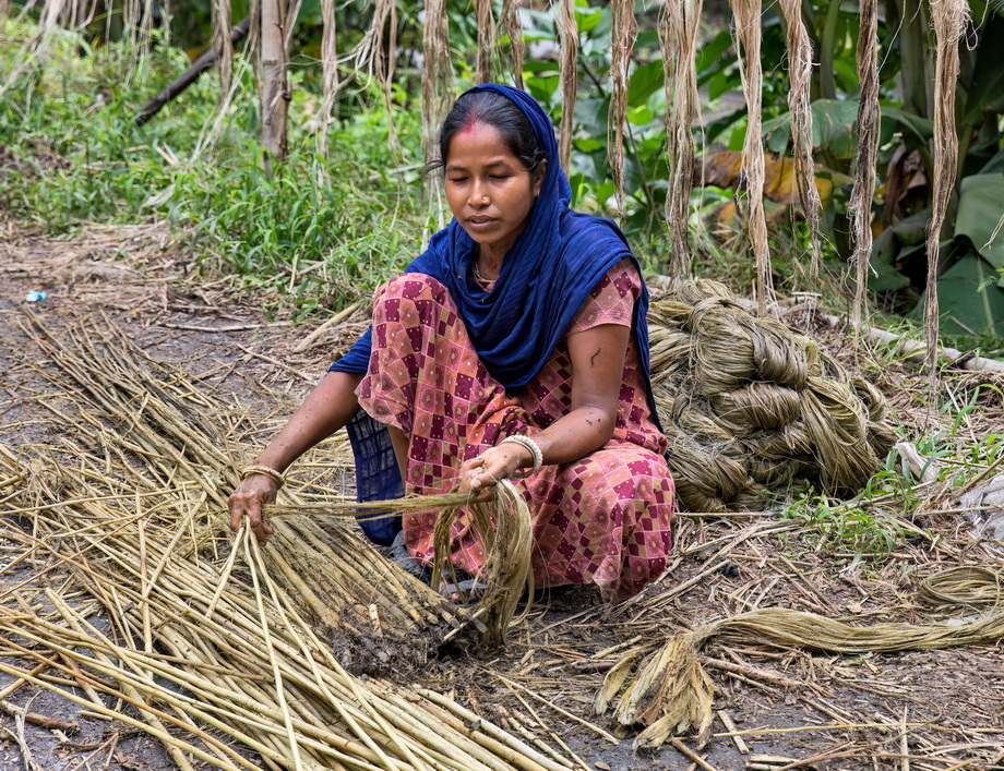 Jute harvesting and processing in Bangladesh