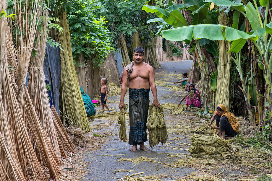 Jute harvesting and processing in Bangladesh
