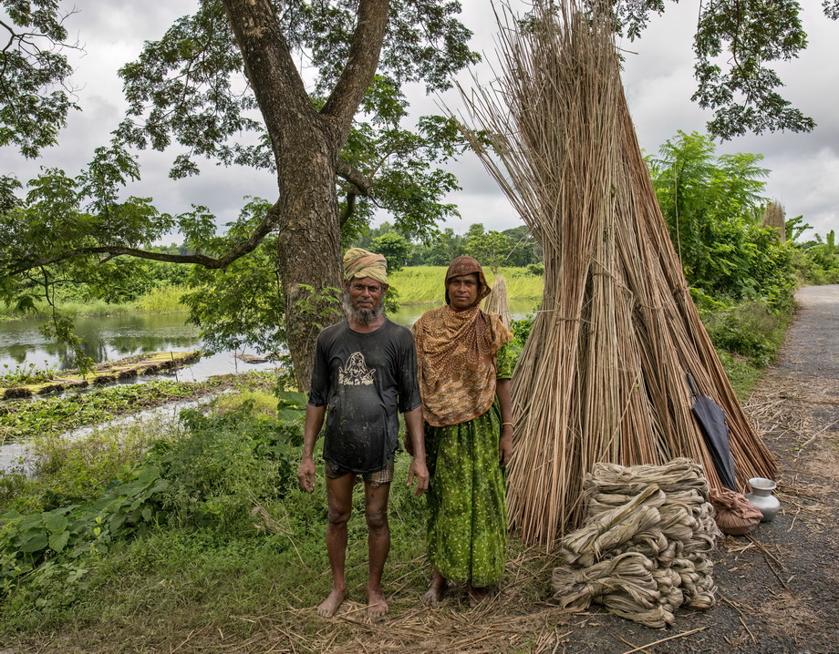 Jute harvesting and processing in Bangladesh