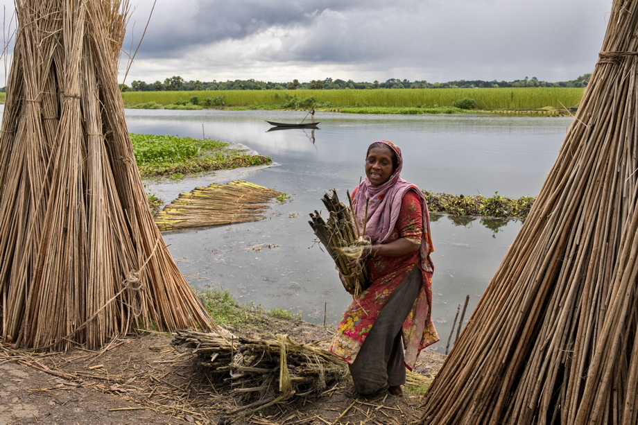 Jute harvesting and processing in Bangladesh