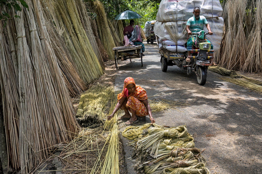 Jute harvesting and processing in Bangladesh