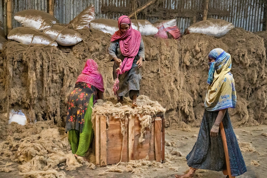 Jute harvesting and processing in Bangladesh