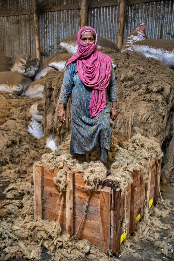 Jute harvesting and processing in Bangladesh