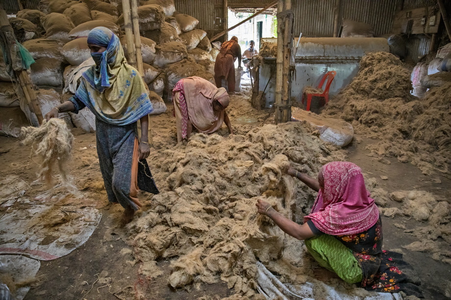 Jute harvesting and processing in Bangladesh