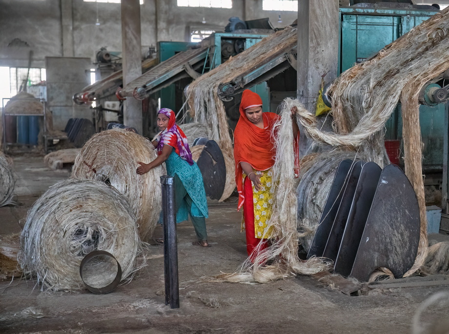 Jute harvesting and processing in Bangladesh