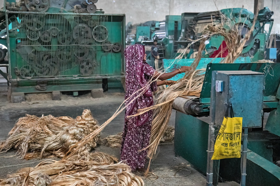 Jute harvesting and processing in Bangladesh