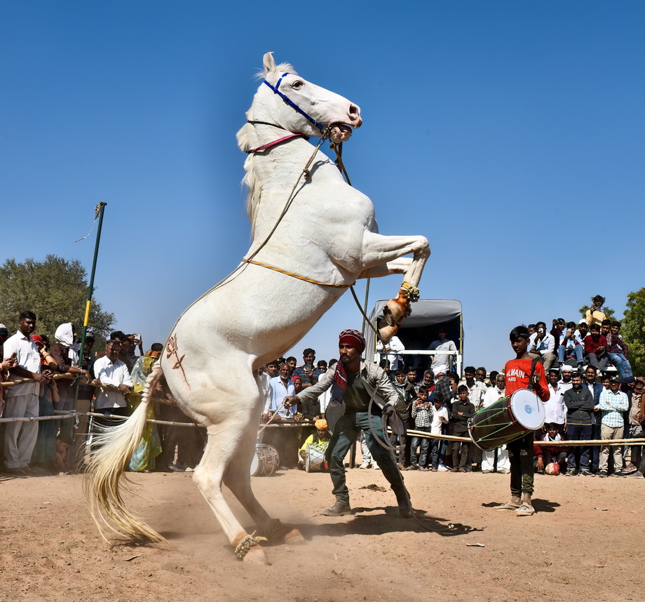 Nagaur Cattle Fair