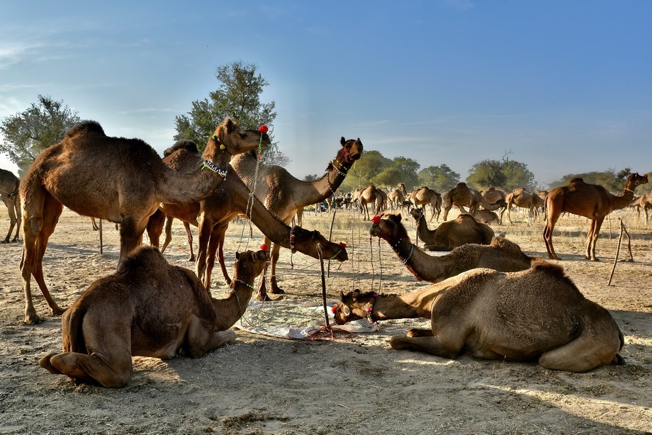 Nagaur Cattle Fair