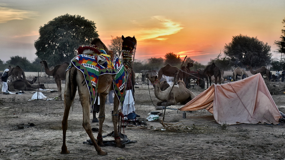Nagaur Cattle Fair
