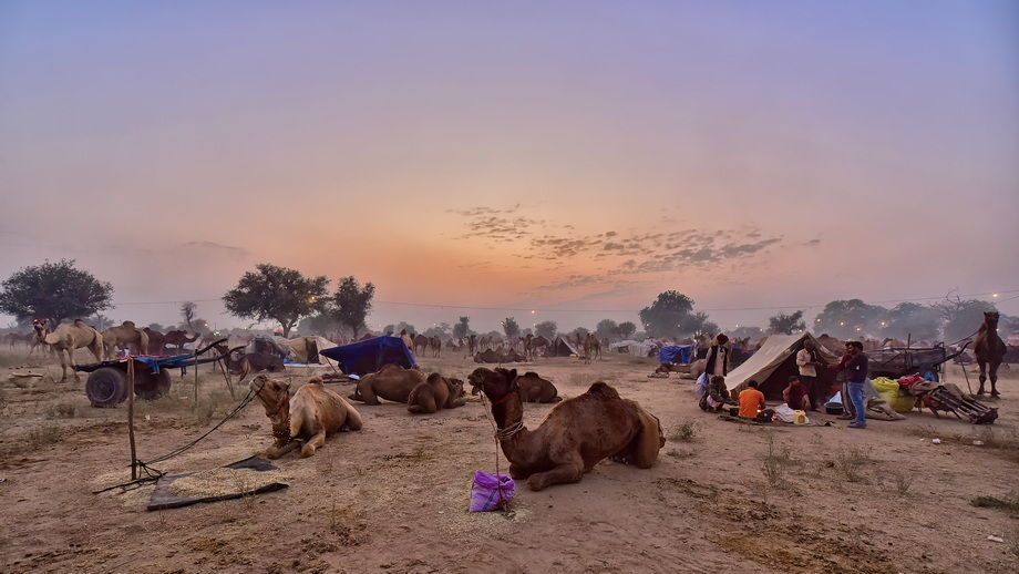 Nagaur Cattle Fair