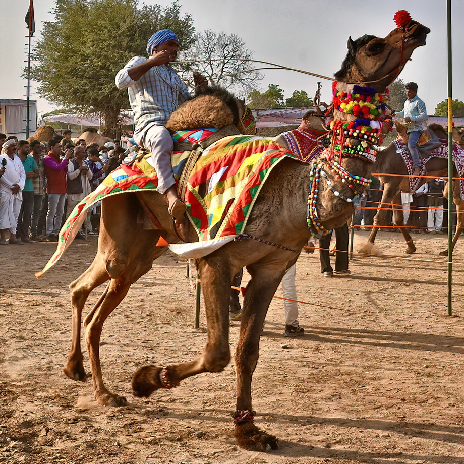 Nagaur Cattle Fair