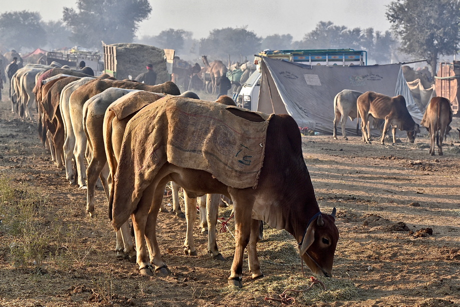 Nagaur Cattle Fair