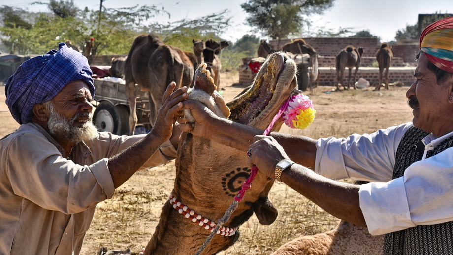 Nagaur Cattle Fair